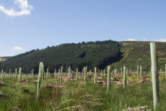 The creation of small woodlands on farms